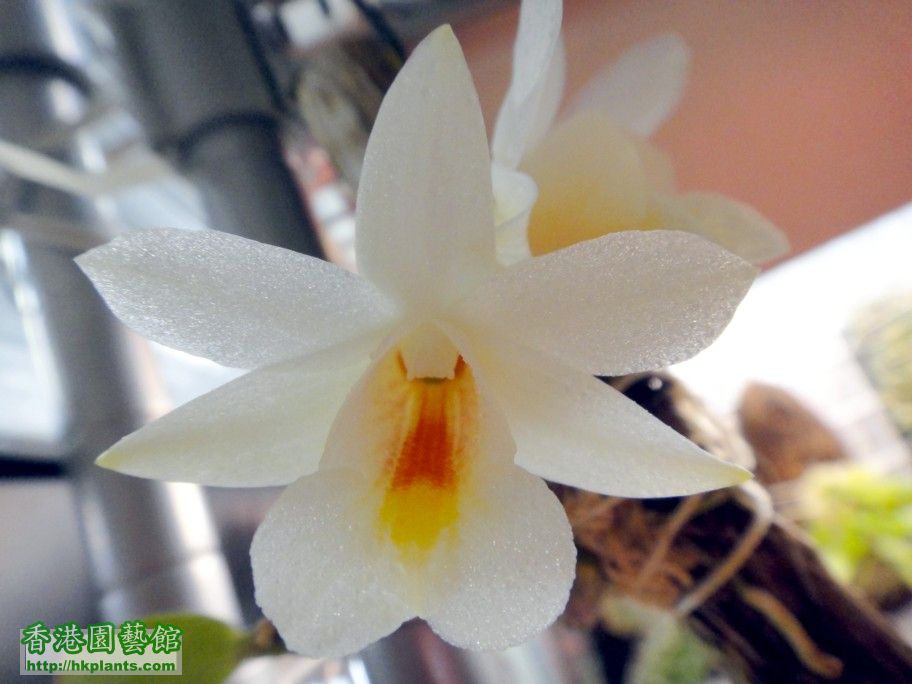 Dendrobium christyanum-a 28 Apr 2012.jpg