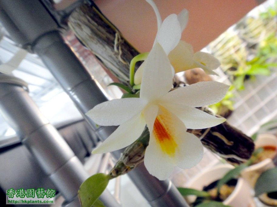 Dendrobium christyanum-c 28 Apr 2012.jpg
