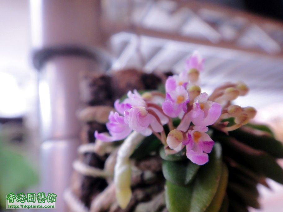 Schoenorchis fragrans-e 28 Apr 2012.jpg