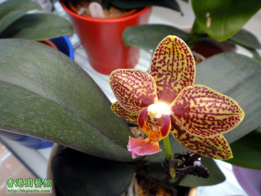 Phal.Hybrid 18-d 28 Apr 2012.jpg