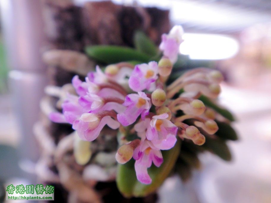 Schoenorchis fragrans-a 28 Apr 2012.jpg