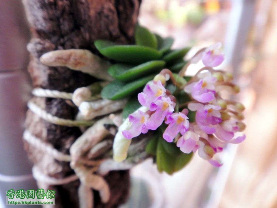 Schoenorchis fragrans-b 28 Apr 2012.jpg