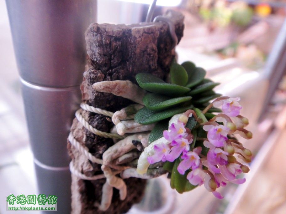 Schoenorchis fragrans-d 28 Apr 2012.jpg