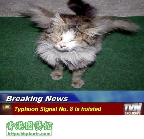 news-cat.jpg