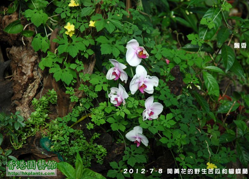 garden_2012-7-8-16.jpg
