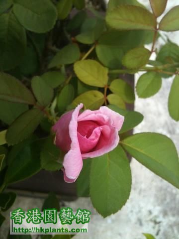 粉紅玫瑰.jpg