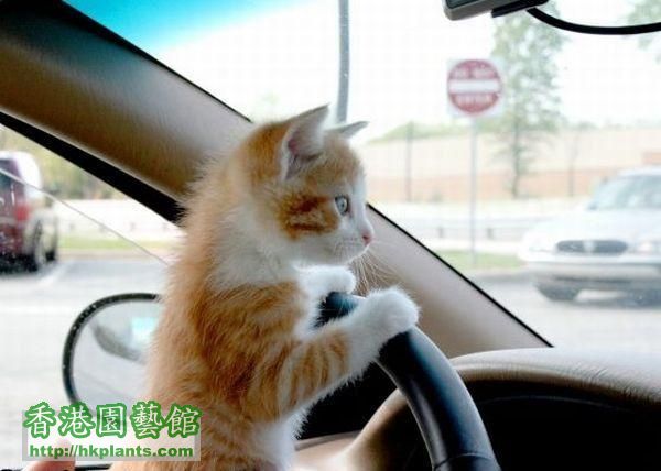 Cat_Driving.jpg