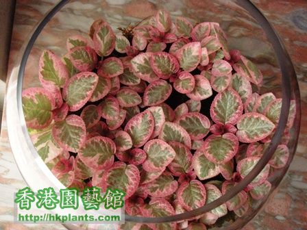 Episcia Peppermint Brocade.jpg