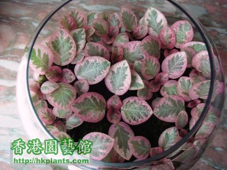 Episcia Unpredictable Helen.jpg