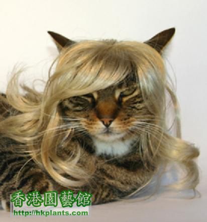 cat wig.jpg