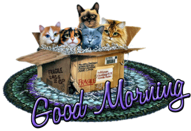good-morning-cats-box-ag1.gif
