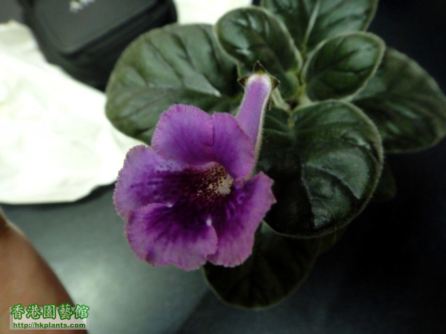 S. An\\\'s Joyful Eggplant -b 24 May 2012.jpg