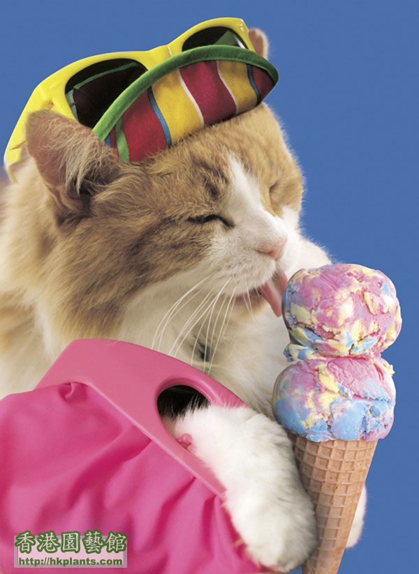cat-licking-icecream-cone.jpg