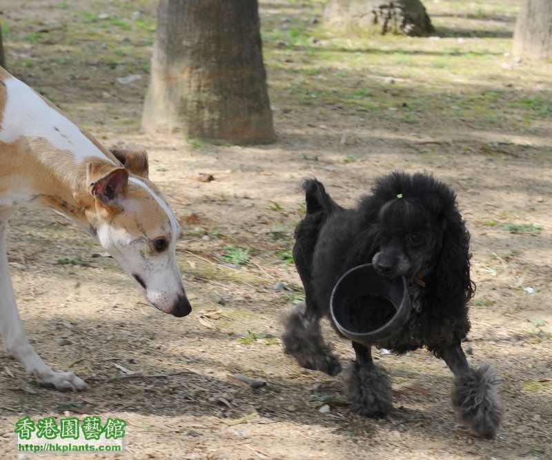 彭福公園 茶杯貴婦狗 耍耍  WHIPPET 金寶