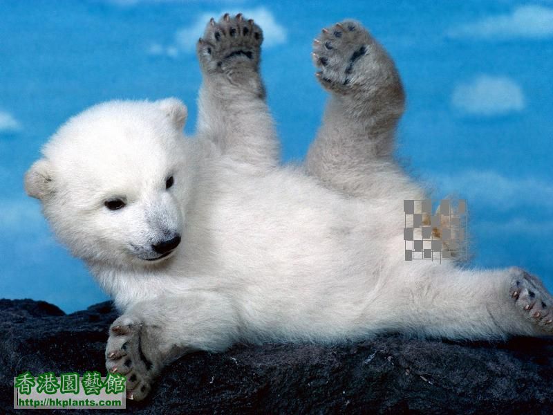 Whoops! Polar Bear.jpg