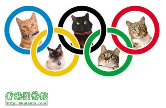 Olympics cat 1.jpg