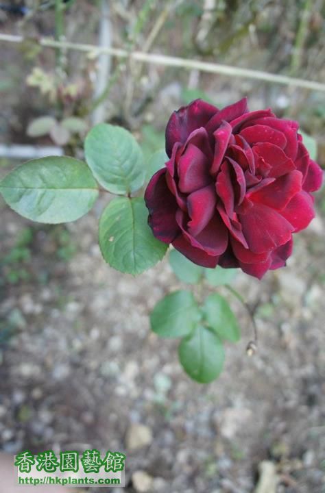 red rose.jpg