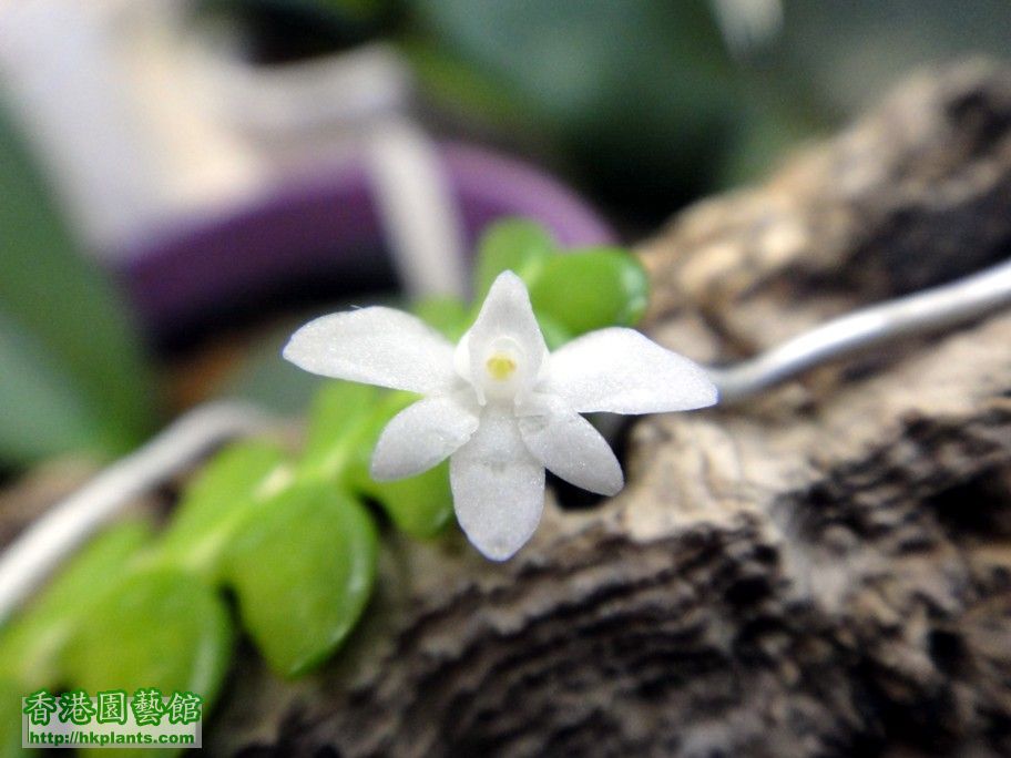 Angraecum distichum -a 10 Aug 2012.jpg