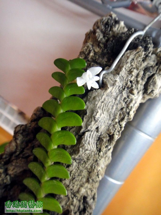 Angraecum distichum -b 10 Aug 2012.jpg