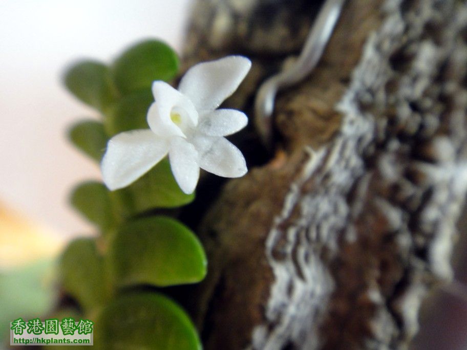 Angraecum distichum -c 10 Aug 2012.jpg