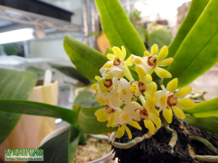 Gastrochilus japonicus  -a 10 Aug 2012.jpg