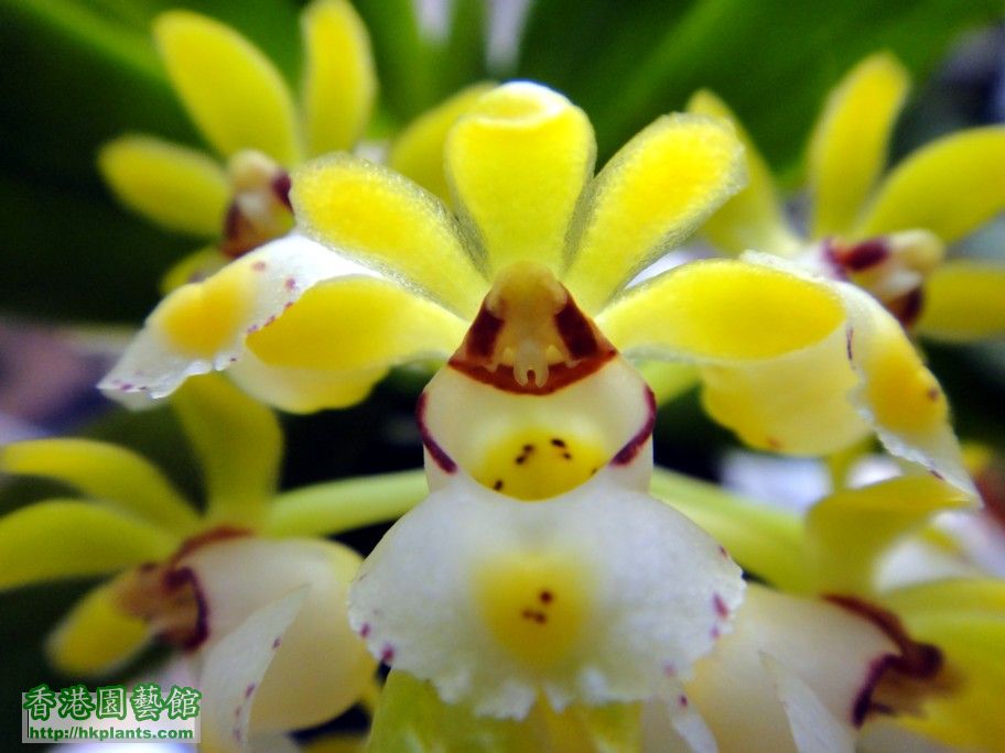 Gastrochilus japonicus  -b 10 Aug 2012.jpg