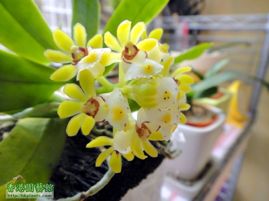 Gastrochilus japonicus  -c 10 Aug 2012.jpg