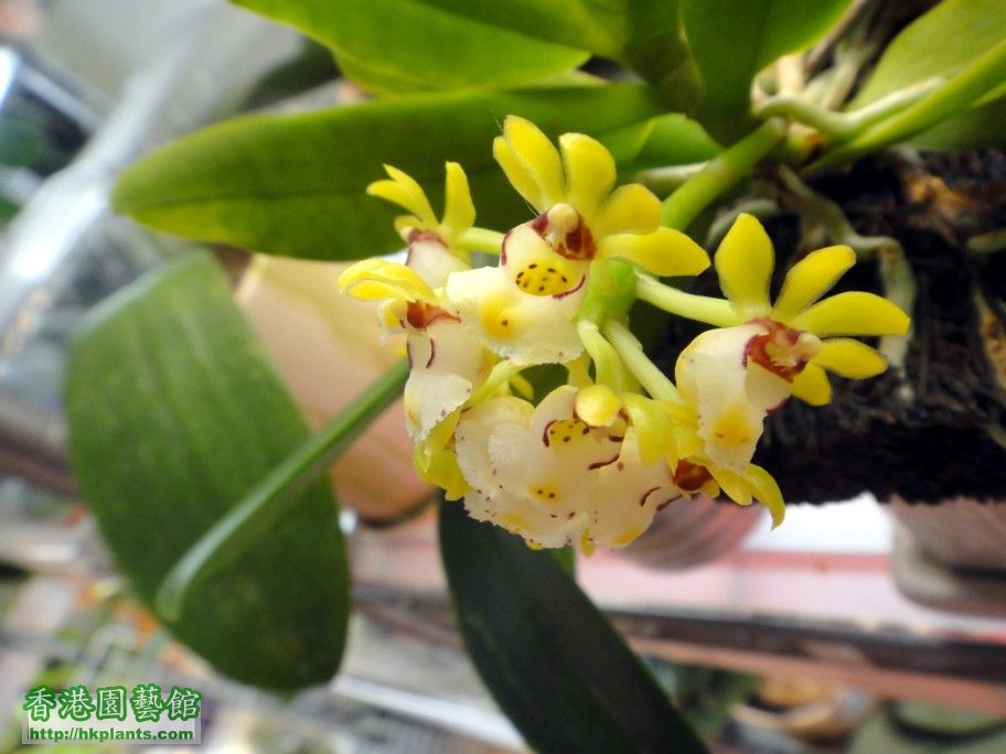 Gastrochilus japonicus  -e 10 Aug 2012.jpg