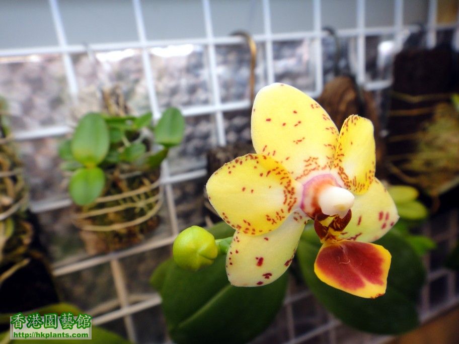 Phal. Hybrid -b 10 Aug 2012.jpg