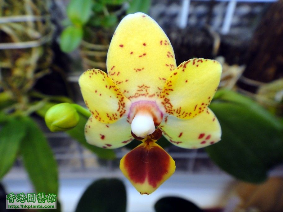 Phal. Hybrid -c 10 Aug 2012.jpg