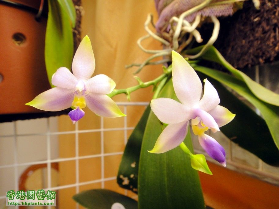 Phal. violacea var. coerulea 10 Aug 2012.jpg