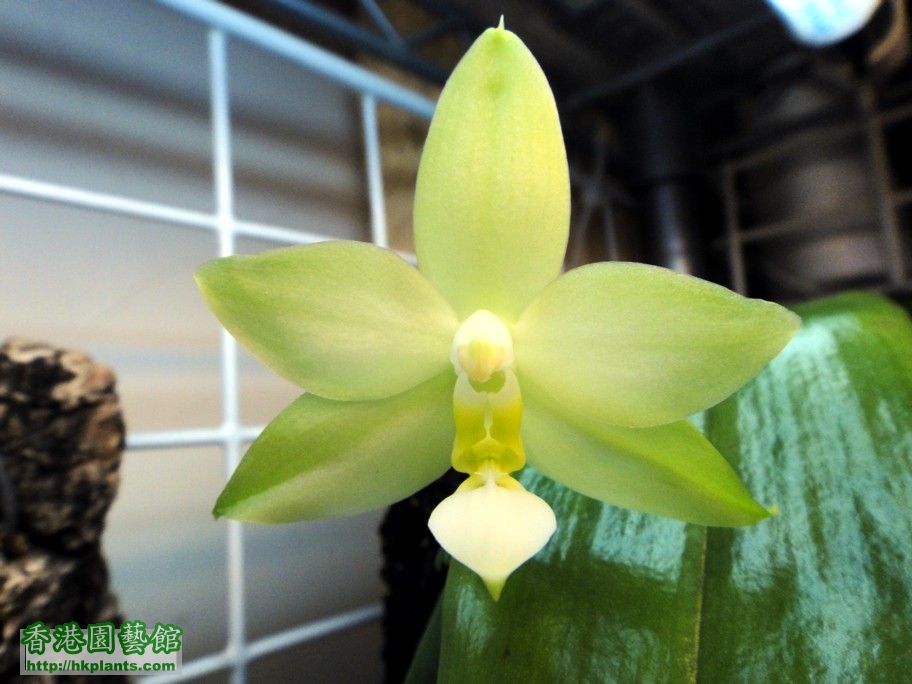 Phalaenopsis violacea var. alba -a 10 Aug 2012.jpg