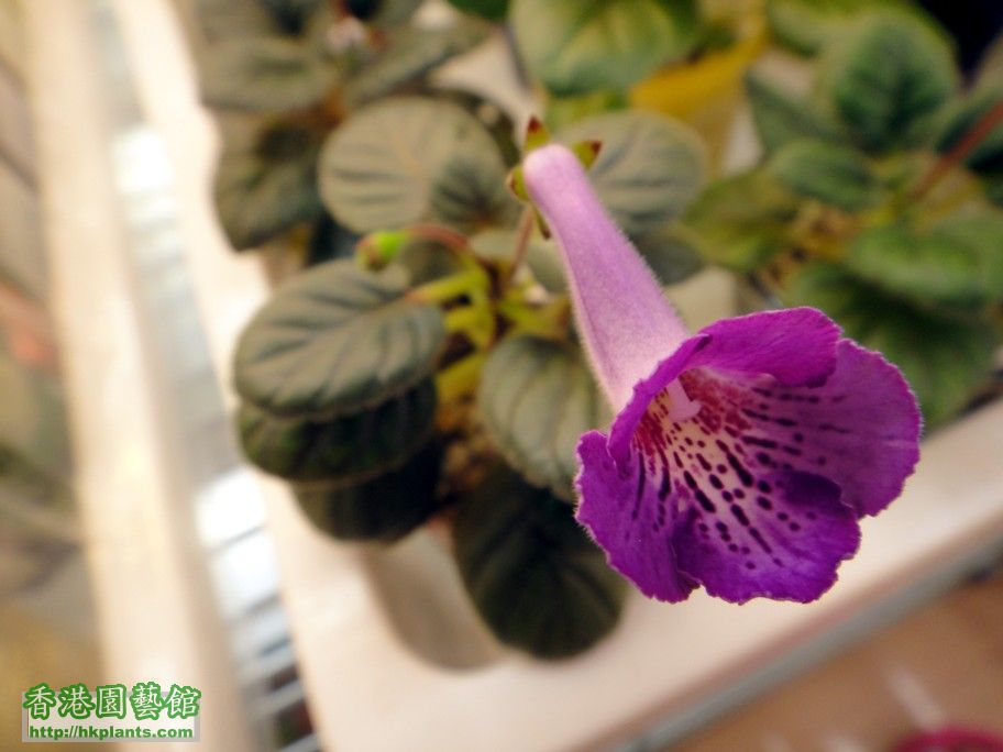 S. HCY\\\'s Purple Mist -c 10 Aug 2012.jpg