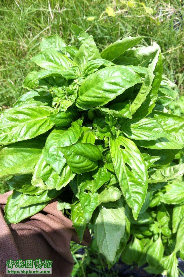 basil 18082012b.jpg