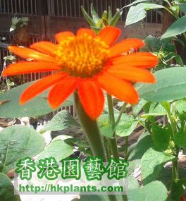 墨西哥太陽花.jpg