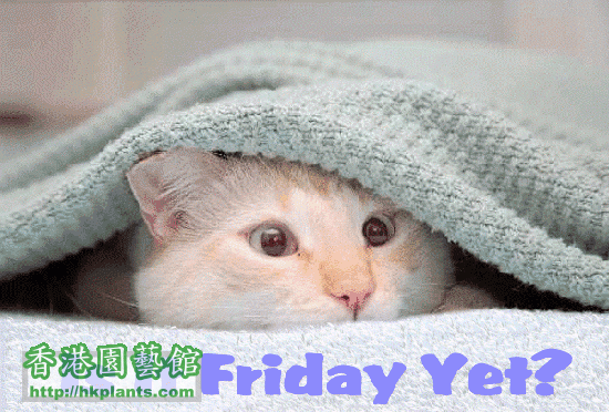 000friday_cat_blanket.gif