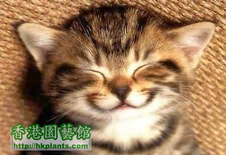 happy-cat.jpg
