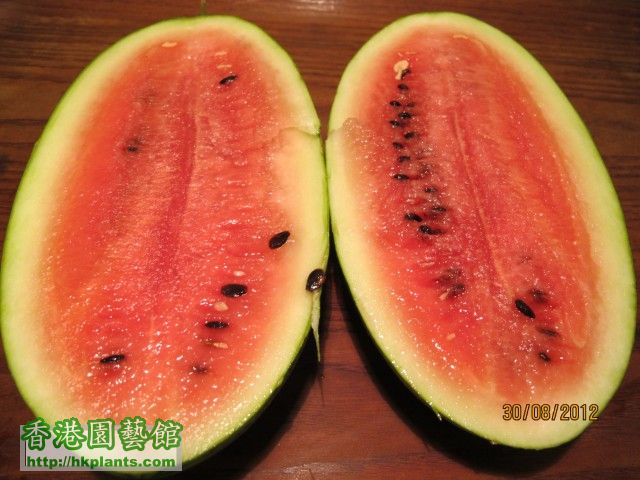 watermelon in half.jpg