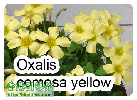 comosa yellow.jpg