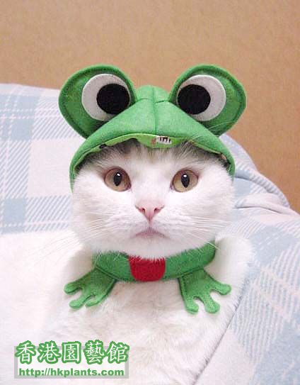 Cat-Costumes-1.jpg