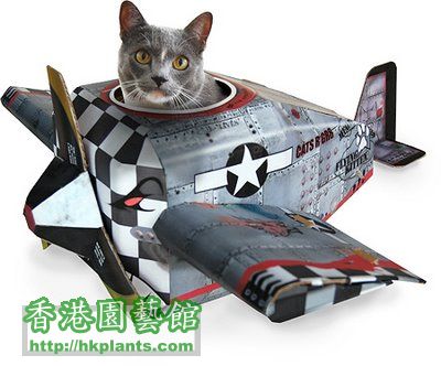 cat plane.jpg