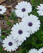 African Daisies.JPG