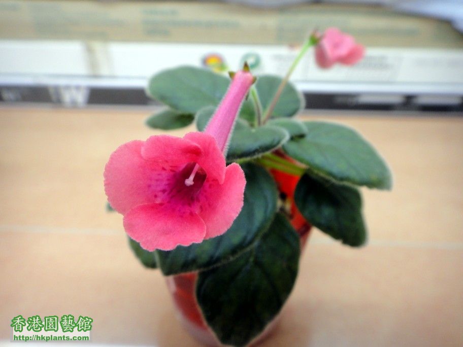 S. KC\\\'s Rose Peach -b 17 Sept 2012.jpg