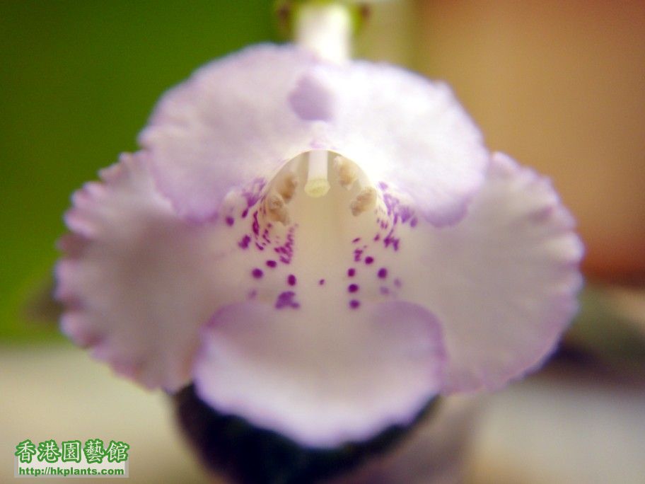 S. HCY\\\'s Purple Mist 跑色版 -a  21 Sept 2012.jpg