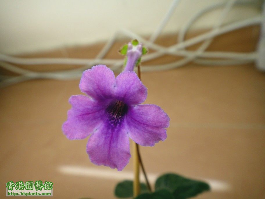 S. Jung\\\'s Violet Dew -b  21 Sept 2012.jpg