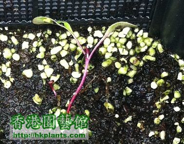 紅菜頭盆B和綠色珍珠岩.jpg