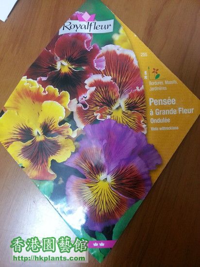 Royalfleur pansy