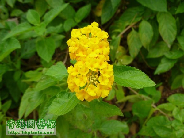 馬櫻丹-黃色-001G.JPG