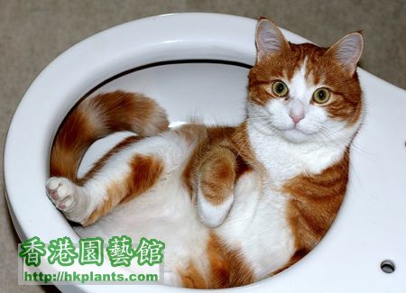 cat-toilet-photo.jpg