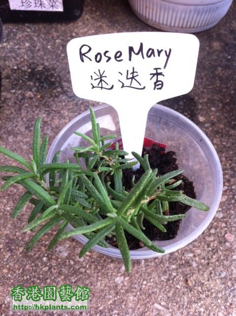 Rose Mary (迷迭香).jpg